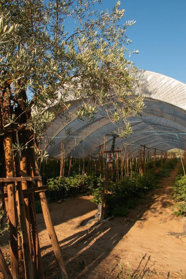 Quinta De Santana Da Varzea 阿布兰特什 外观 照片